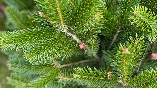 sapin