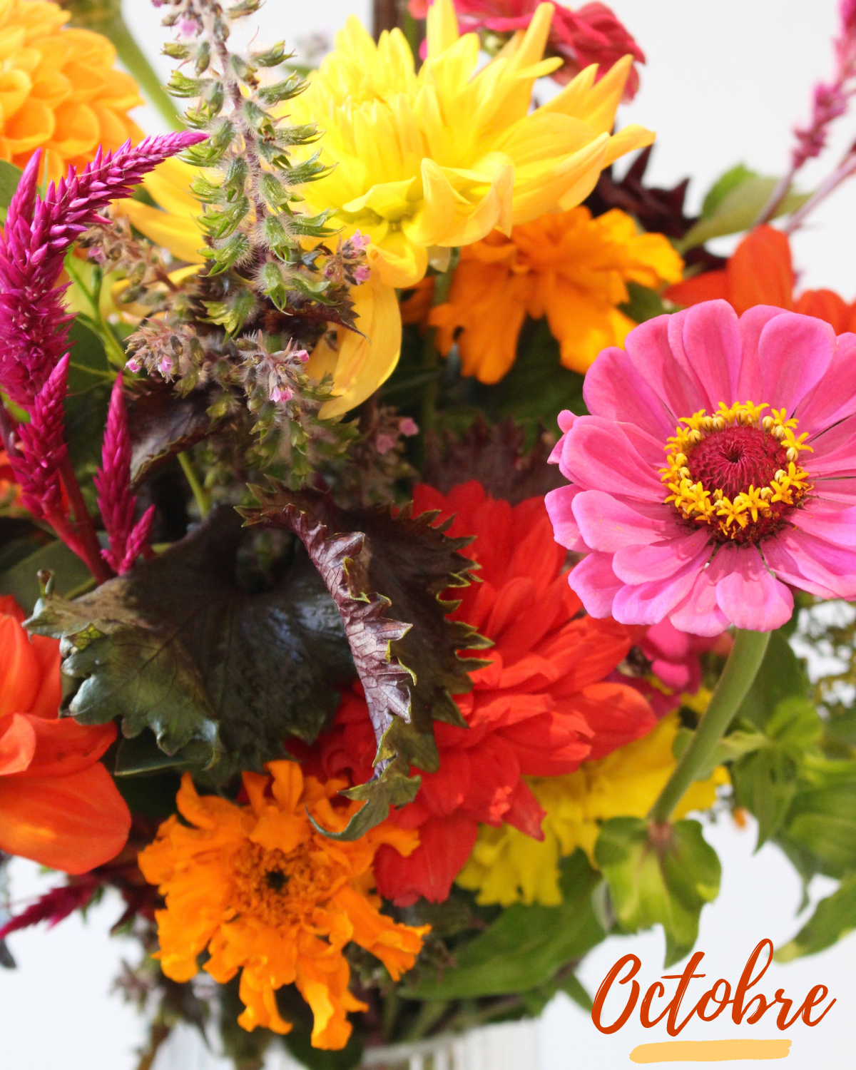 Le Bouquet du mois - VIF